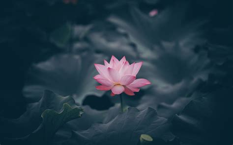 Download wallpaper 1920x1200 pink lotus, flower, bloom, 16:10 widescreen 1920x1200 hd background ...