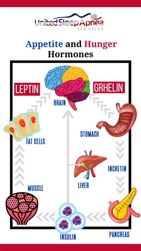 Ghrelin - the Hunger Hormone of Your Body