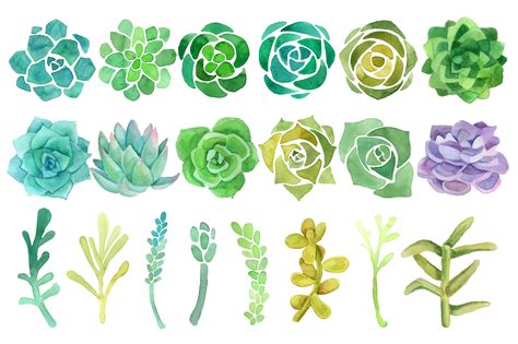 Watercolor cactus and succulent set | Watercolor cactus, Succulents drawing, Succulent painting