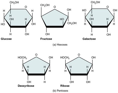 Organic Compounds | Anatomy and Physiology