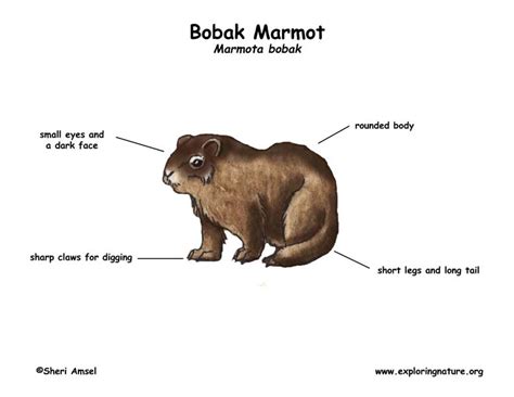 Marmot (Bobak)