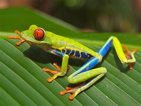 File:Red eyed tree frog edit2.jpg - Wikimedia Commons