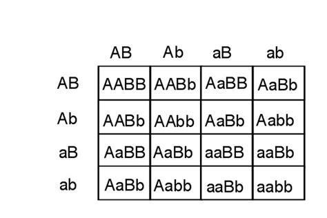 16 punnett square examples - OsbornFraley's blog