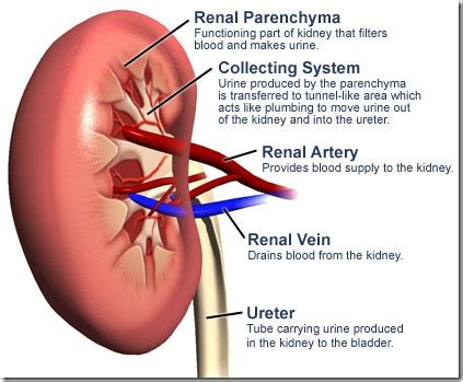 9 Major Functions of Kidney ~ Biology Exams 4 U