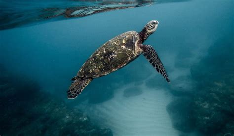 Sea Turtle Conservation - Bahari Hai