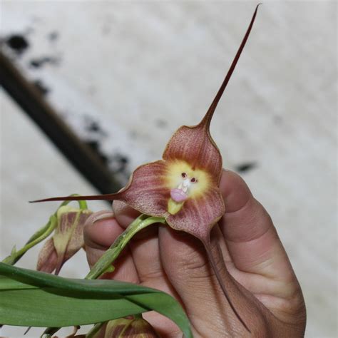 Amazing Monkey Flower Orchid : South American Flowers looks like a monkey | Most Unbelievable ...