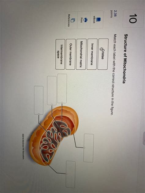 Solved 10 Structure of Mitochondria 2.38 points Match each | Chegg.com