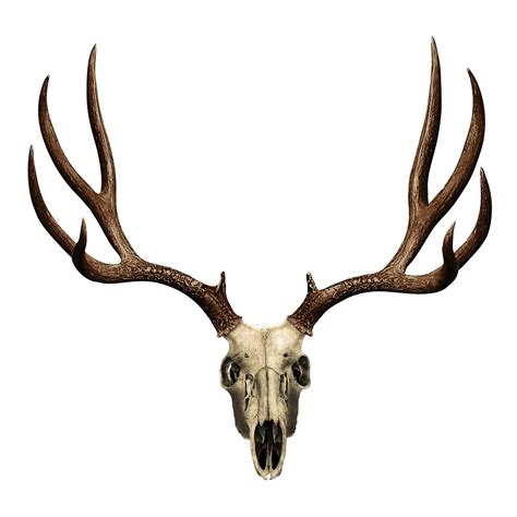 White Tailed Deer Skull - ClipArt Best