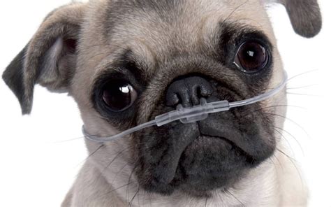 5 Most Common Health Issues Pugs Have - WebSta.ME