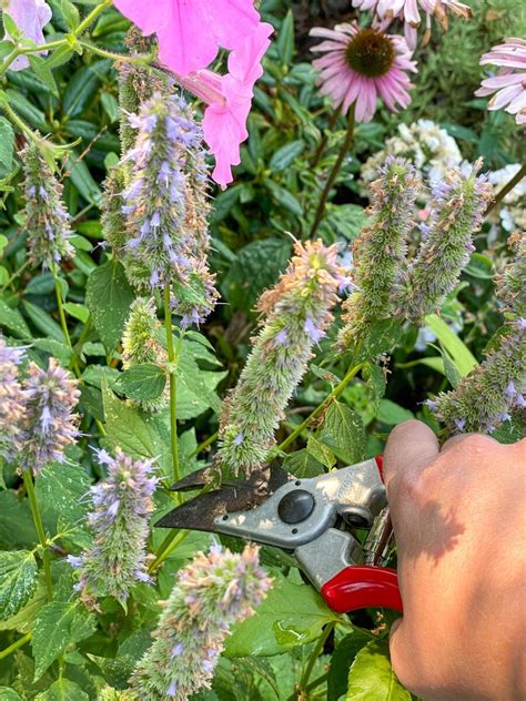 How to Grow and Care for Agastache - growhappierplants.com