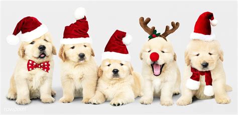 Group of adorable Golden Retriever puppies wearing Christmas costumes | premium image by ...