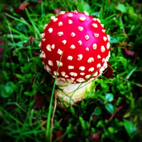 Champignons Vénéneux Photos : Venimeux, vénéneux : quelle différence