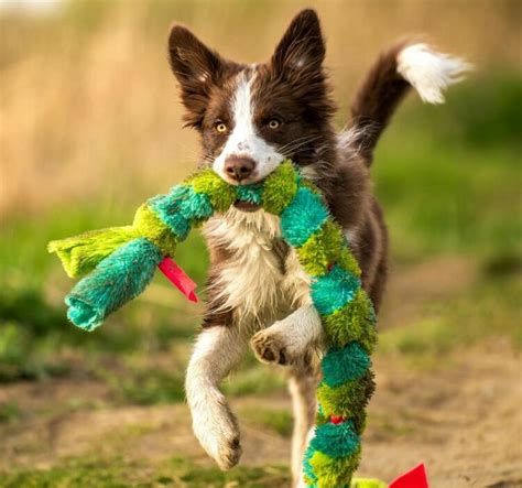 Dog Toy Aggression: What's Happening + How to Stop!