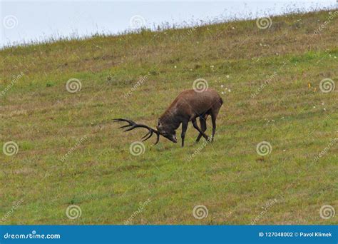 Deer Stag in Rut Season Cutting the Grass Stock Photo - Image of fall, grass: 127048002