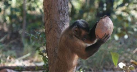 Observing monkey behavior – cracking the nut | Noldus