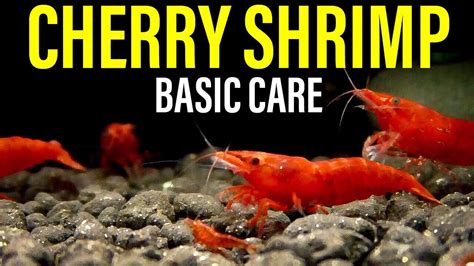 How to Care for Cherry Shrimp - YouTube