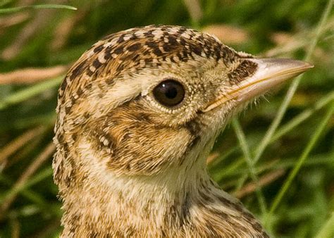 Ken's Photo Blog: Skylark Juvenile