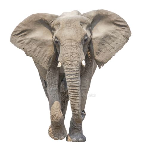 Elephant Png Elephant Animal African Photos Free Transparent Png Logos ...