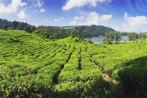 Kebun Teh Tambi : Healing Dengan Pesona Hijau Nan Wangi