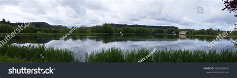 10 Vernonia oregon Images, Stock Photos & Vectors | Shutterstock