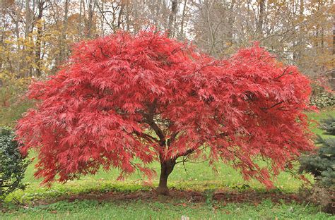 One of the Best Japanese Maple Variety: Beni-Maiko - LolaFlora Blog ...