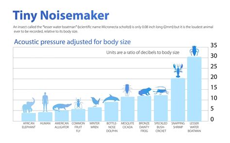 What Animal Produces The Loudest Sound? | Loudest Animals in the World