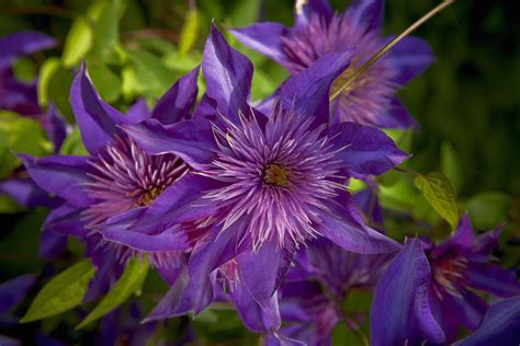 The When and How of Clematis Pruning