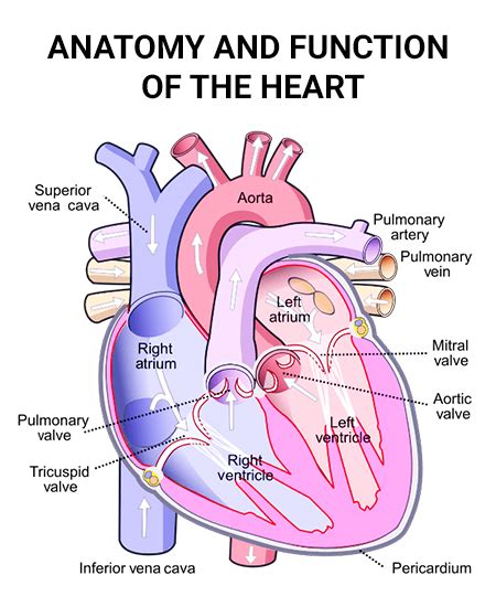 Parts Of The Heart And Functions