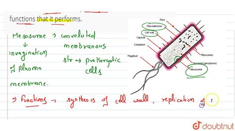 Prokaryotic Cell Structure Mesosome