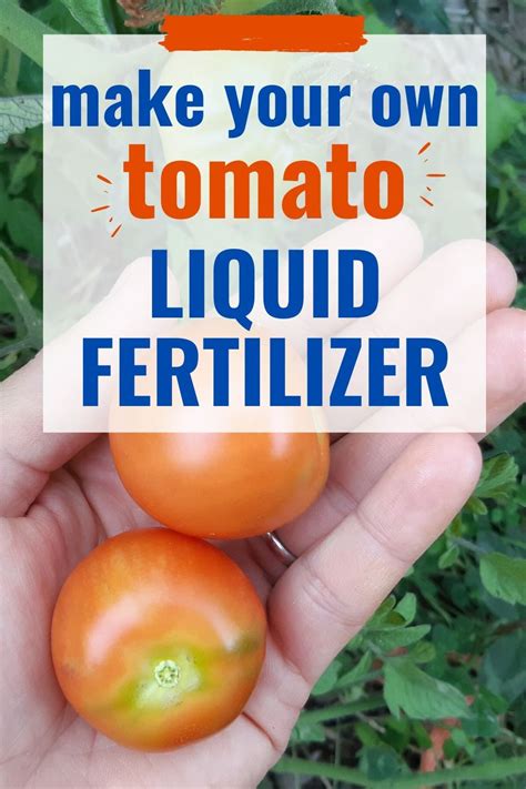 How to Make Homemade Liquid Fertilizer | Tomato fertilizer, Tomato ...