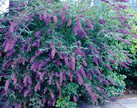 How to prune buddleja and shrubs | Butterfly bush, Black knight butterfly bush, Quick garden