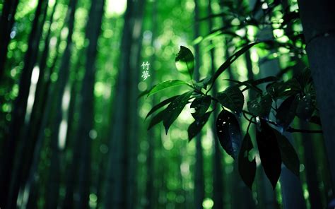 Free download of Bamboo HD Wallpaper Theme Bin Customization HD Wallpapers [1920x1200] for your ...