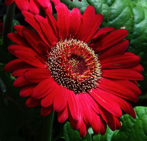 Large Red Daisy | Flowers| Free Nature Pictures by ForestWander Nature Photography