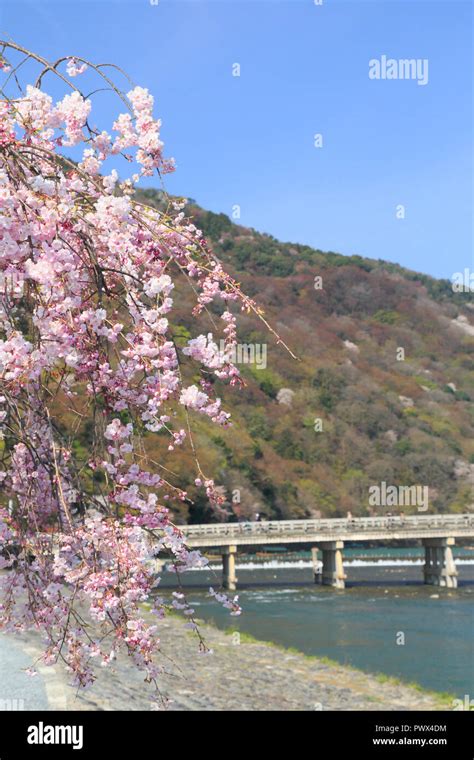 Cherry blossoms in Kyoto Arashiyama Stock Photo - Alamy