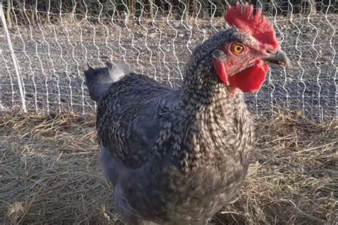 Raising Blue Cuckoo Maran Chickens: Top Tips for a Healthy Flock