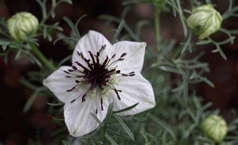 Nigella Sativa Plant - ollo Page