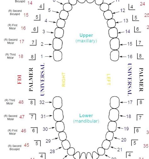 Universal Numbering System - Human Dental Chart