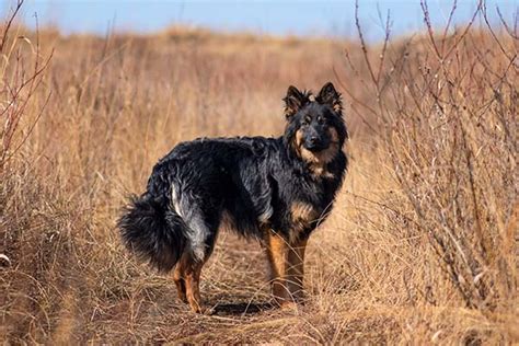 How to Train a Bohemian Shepherd - Alaska Dog Works