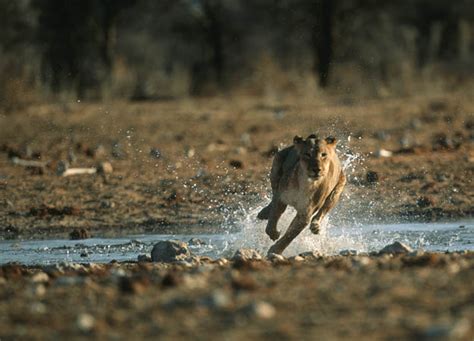 African lion hunting