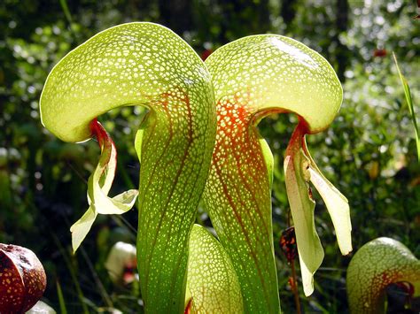 List of carnivorous plants - Wikipedia