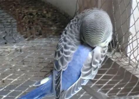 How Does A Budgie Sleep? How Long? All Questions Answered