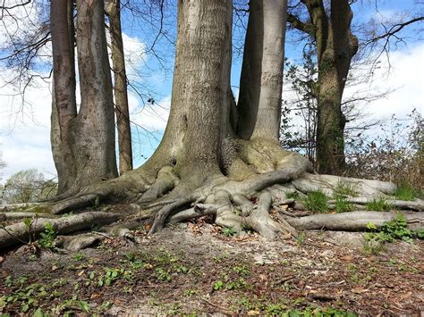 Tree Root Forest · Free photo on Pixabay