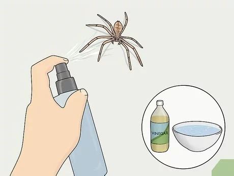 Does Cleaning Spray Kill Spiders? - Healing Picks