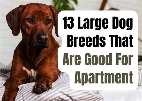 13 Big Dog Breeds Suitable for Apartment Living