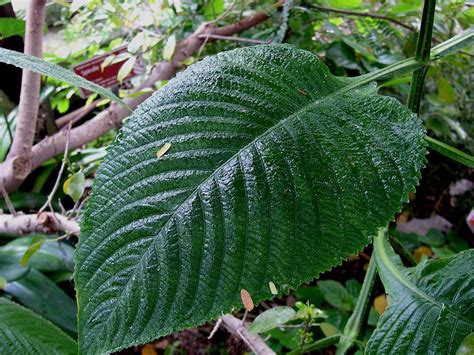 Rainforest Leaf | Taken at BioTrek, an educational enterpris… | Flickr