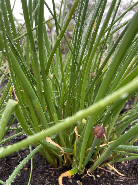 Chives Garden Plant - Free photo on Pixabay - Pixabay