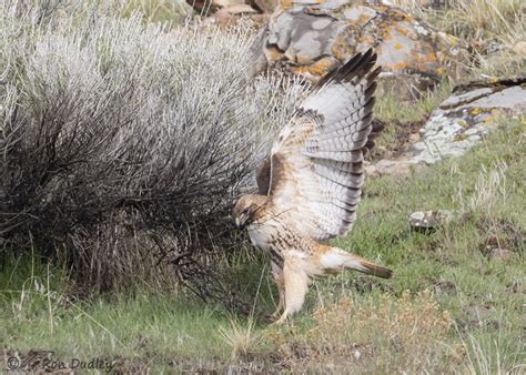 Red-tailed Hawk – Gathering Nesting Material Is Very Hard Work – Feathered Photography