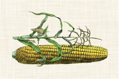 Vintage Corn Husk Clip Art By Patterns for Dessert | TheHungryJPEG