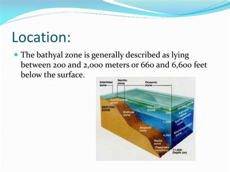 PPT - Bathyal Zone of the Aquatic Biome PowerPoint Presentation - ID ...