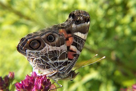 American Painted Lady Butterfly - Vanessa virginiensis - North American Insects & Spiders